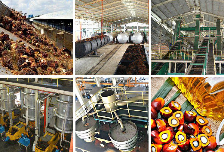 Ligne de production d'huile de palme